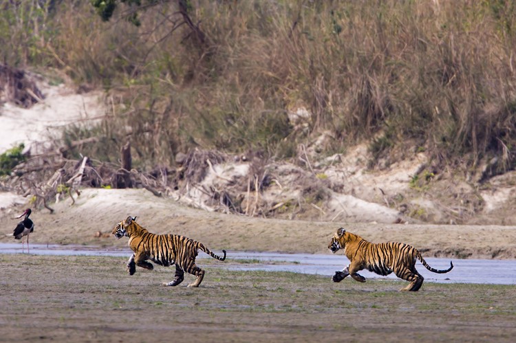 Bengaalse tijgers in Bardiya National Park - Nepal